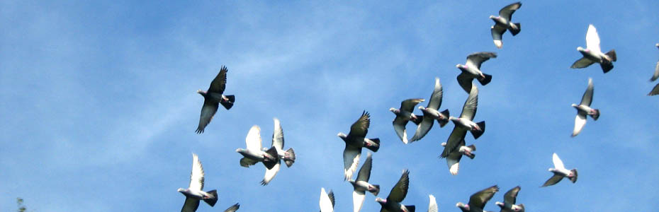 colombi in volo